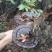 野生紫灵芝