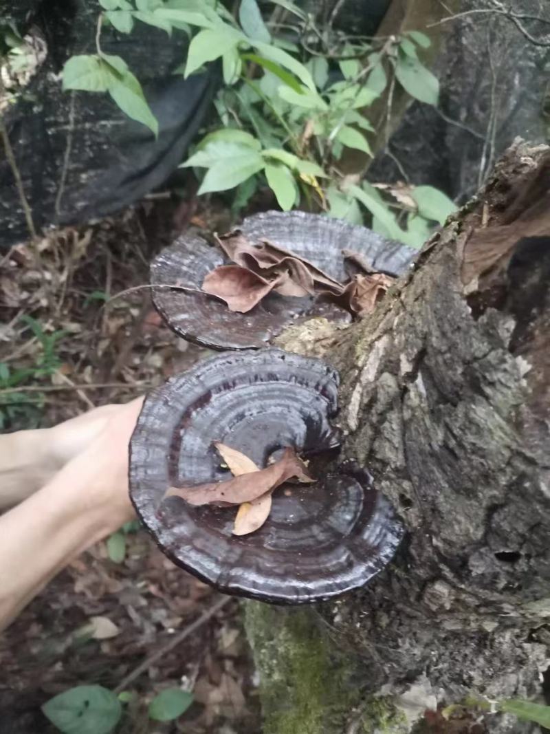 野生紫灵芝