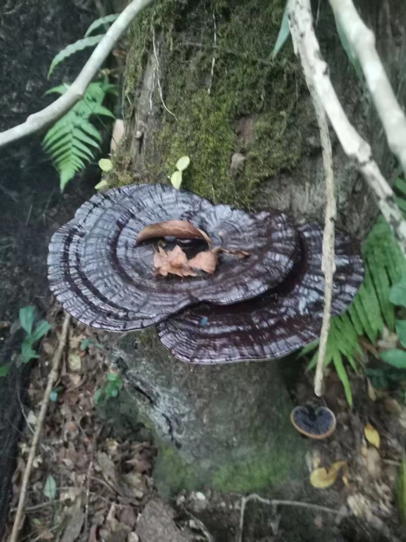 野生紫灵芝