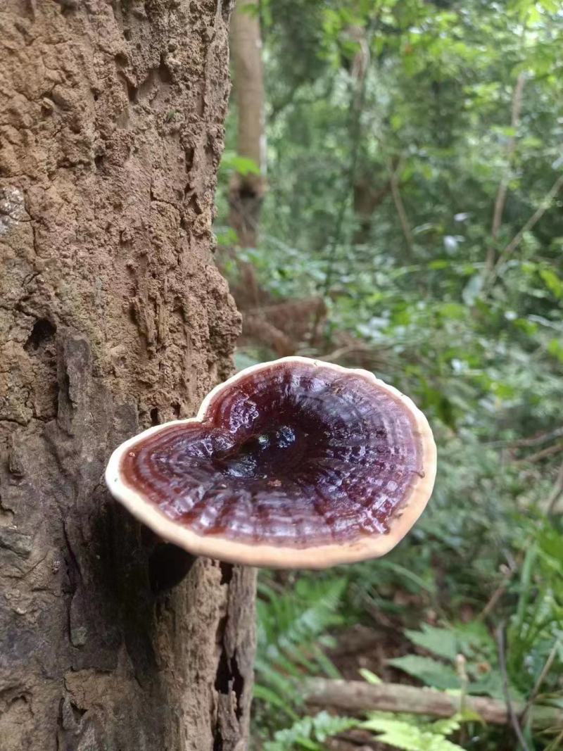 野生紫灵芝