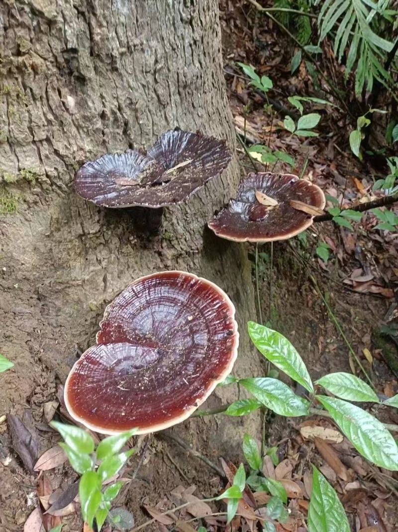 野生紫灵芝