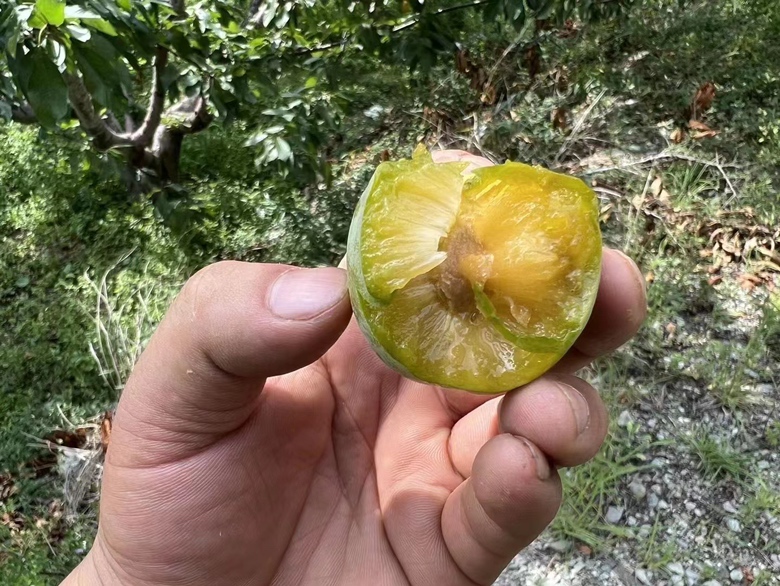 展示一颗青脆李子的果核,表面坚硬,呈椭圆形,内部可能含有微量有毒物质 青脆李子的果核特写