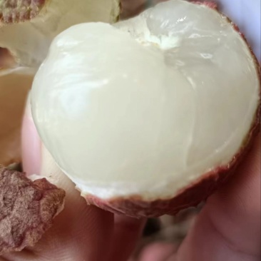 乌叶荔枝开采