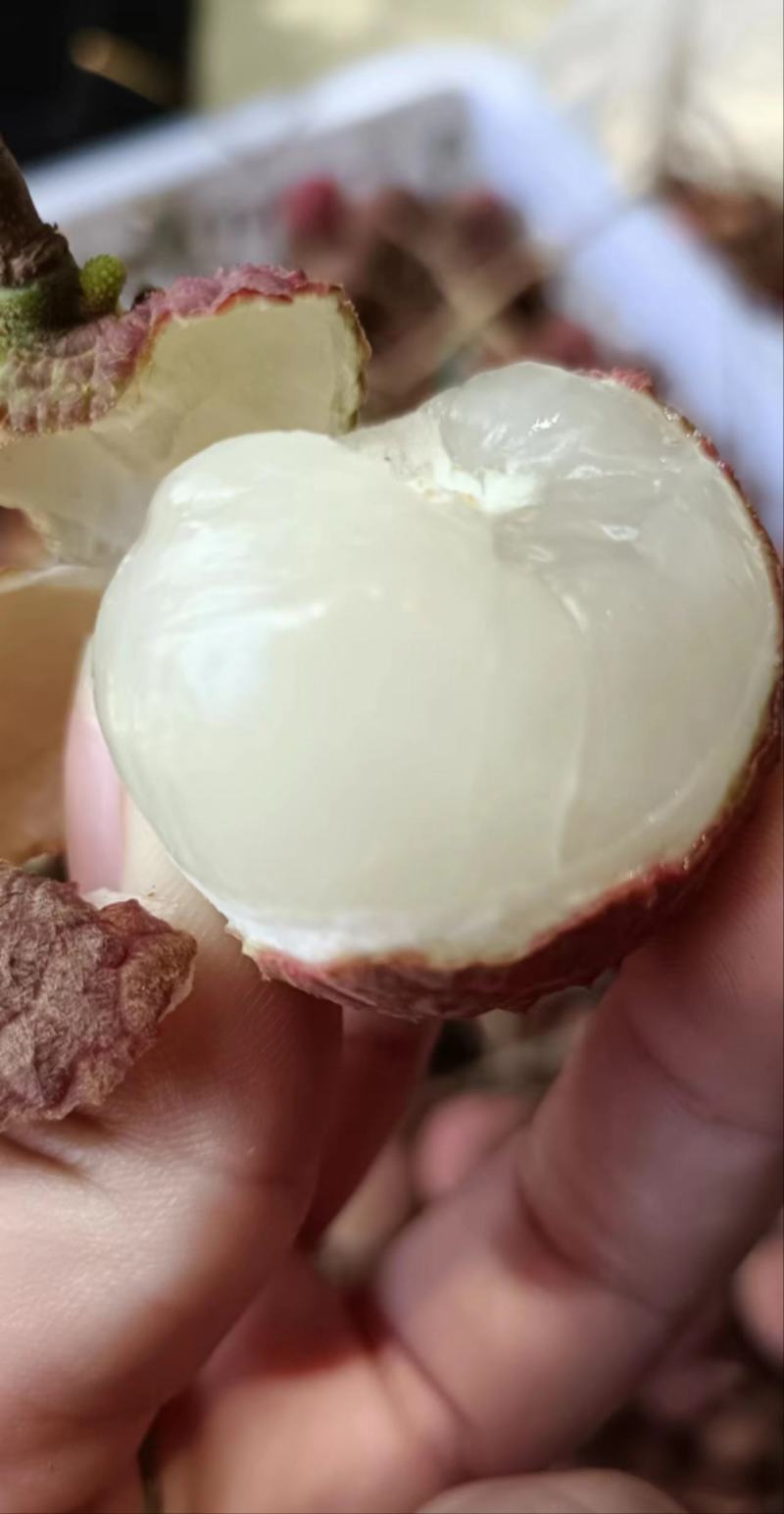 乌叶荔枝开采
