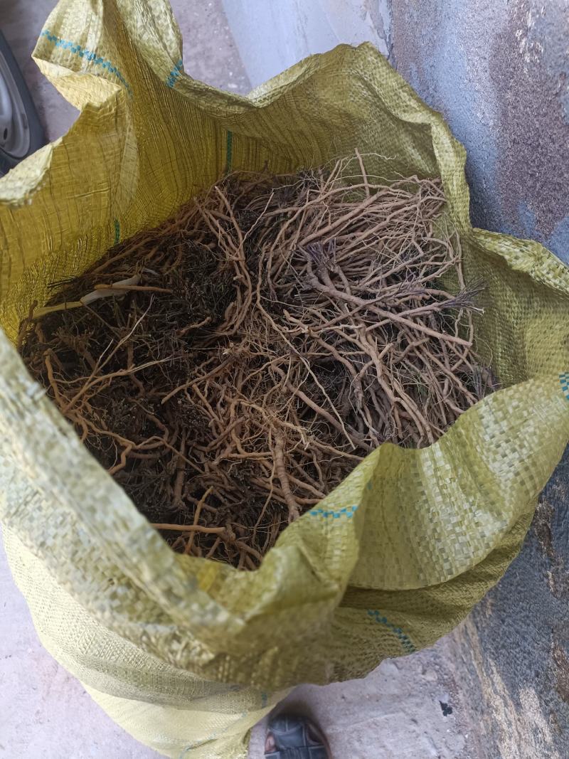 加线护马根