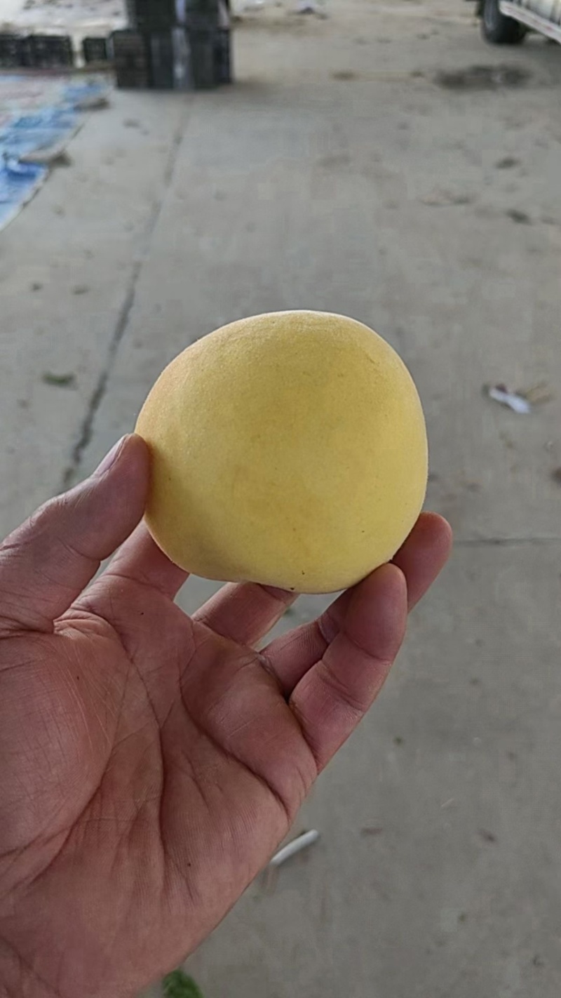陕西黄金蜜，黄桃产地，口感甜，硬欢迎采购，需要的老板滴
