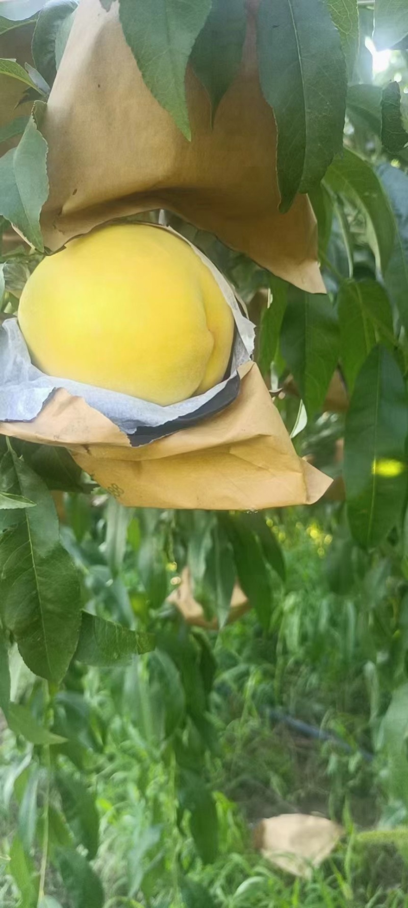 陕西黄金蜜，黄桃产地，口感甜，硬欢迎采购，需要的老板滴