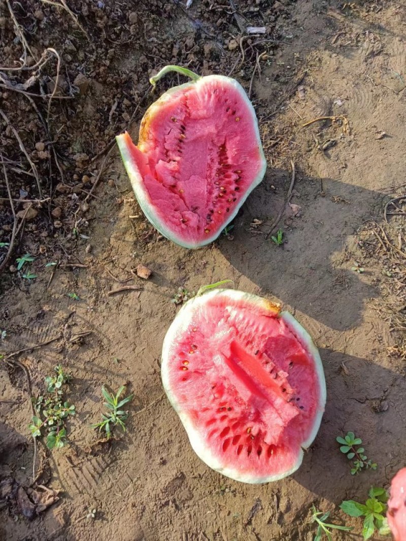 隆尧县甜王西瓜