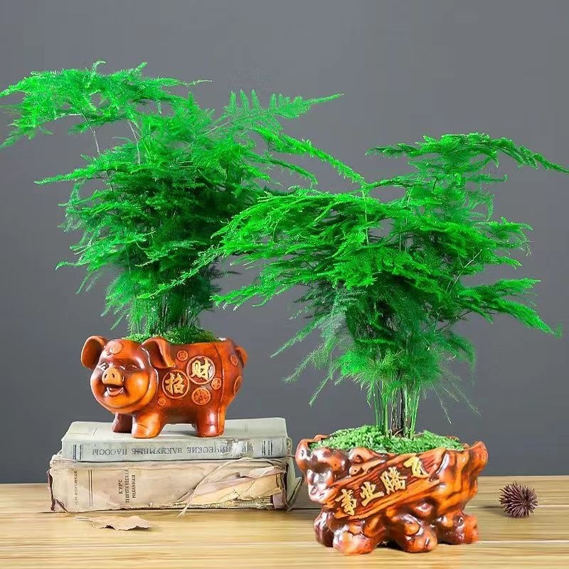文竹盆栽室内绿植花卉水培植物大苗盆景云竹客厅好养四季常青