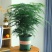 文竹盆栽室内绿植花卉水培植物大苗盆景云竹客厅好养四季常青