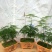 文竹盆栽室内绿植花卉水培植物大苗盆景云竹客厅好养四季常青