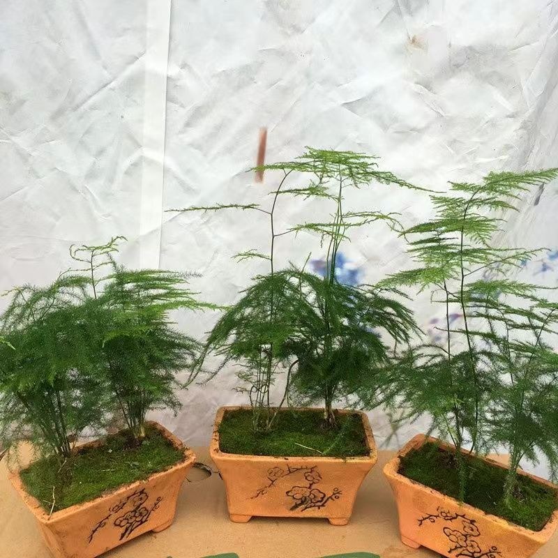 文竹盆栽室内绿植花卉水培植物大苗盆景云竹客厅好养四季常青