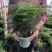 文竹盆栽室内绿植花卉水培植物大苗盆景云竹客厅好养四季常青
