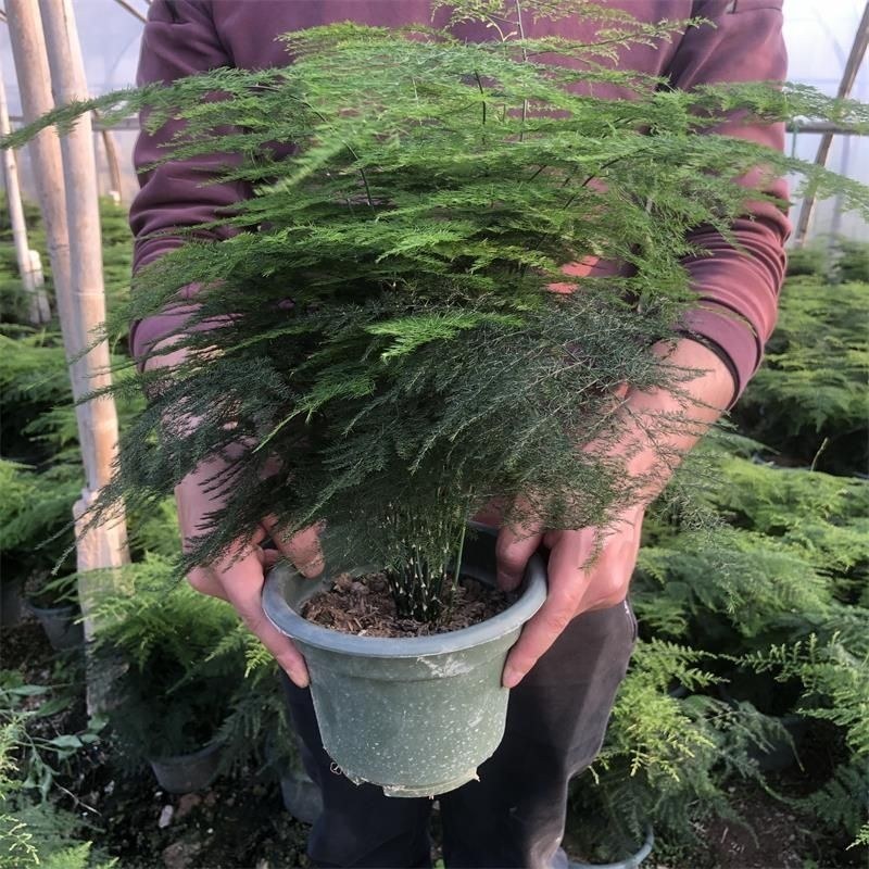 文竹盆栽室内绿植花卉水培植物大苗盆景云竹客厅好养四季常青