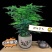 文竹盆栽室内绿植花卉水培植物大苗盆景云竹客厅好养四季常青