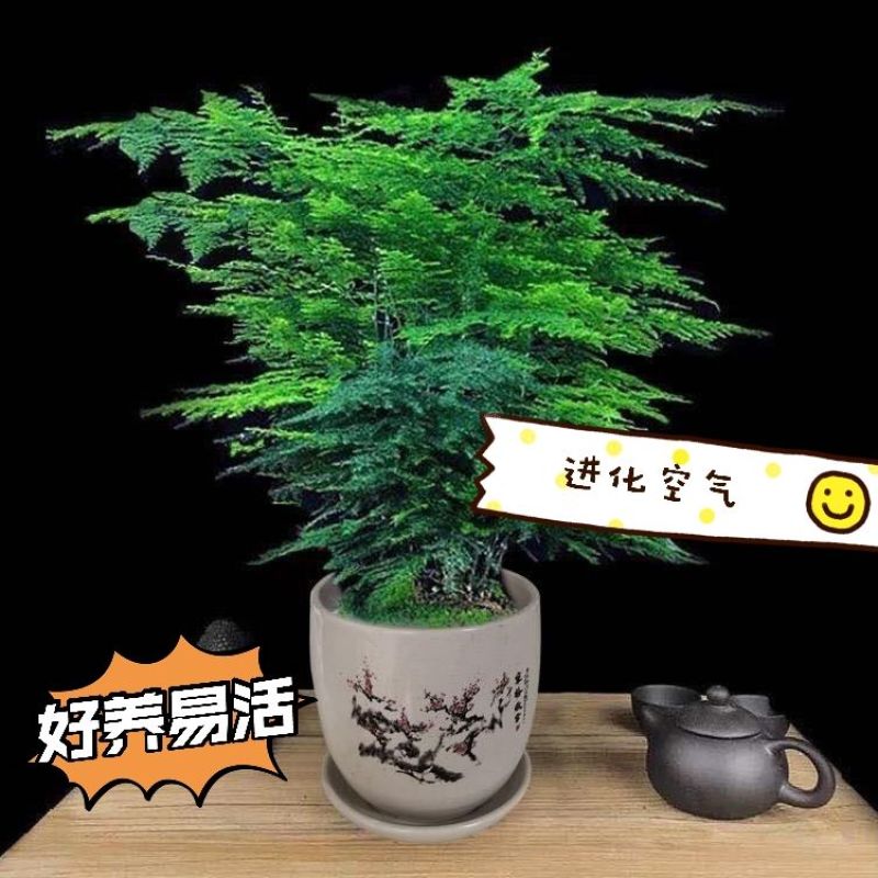 文竹盆栽室内绿植花卉水培植物大苗盆景云竹客厅好养四季常青