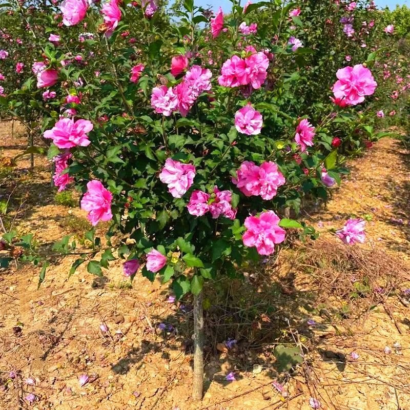 文竹盆栽室内绿植花卉水培植物大苗盆景云竹客厅好养四季常青