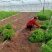 文竹盆栽室内绿植花卉水培植物大苗盆景云竹客厅好养四季常青