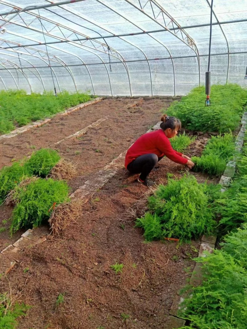 文竹盆栽室内绿植花卉水培植物大苗盆景云竹客厅好养四季常青
