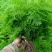 文竹盆栽室内绿植花卉水培植物大苗盆景云竹客厅好养四季常青
