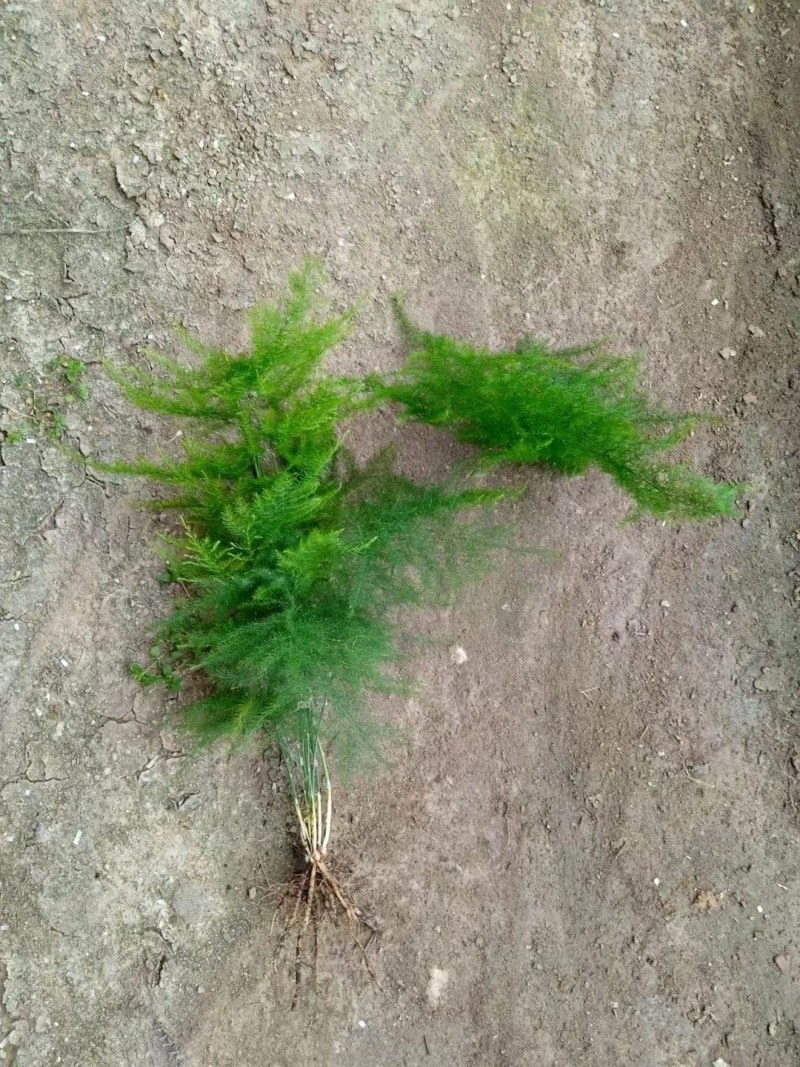 文竹盆栽室内绿植花卉水培植物大苗盆景云竹客厅好养四季常青