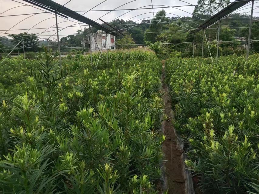 广西南宁良庆区罗汉松苗圃种植现场,展示整齐排列的罗汉松幼苗 罗汉松苗圃种植现场