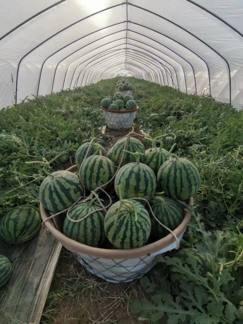 美都西瓜8424金城五号石头瓜硒砂瓜瓜口感脆甜保质保量