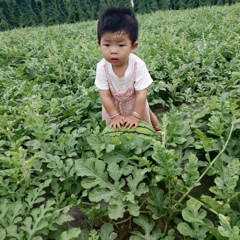 西瓜