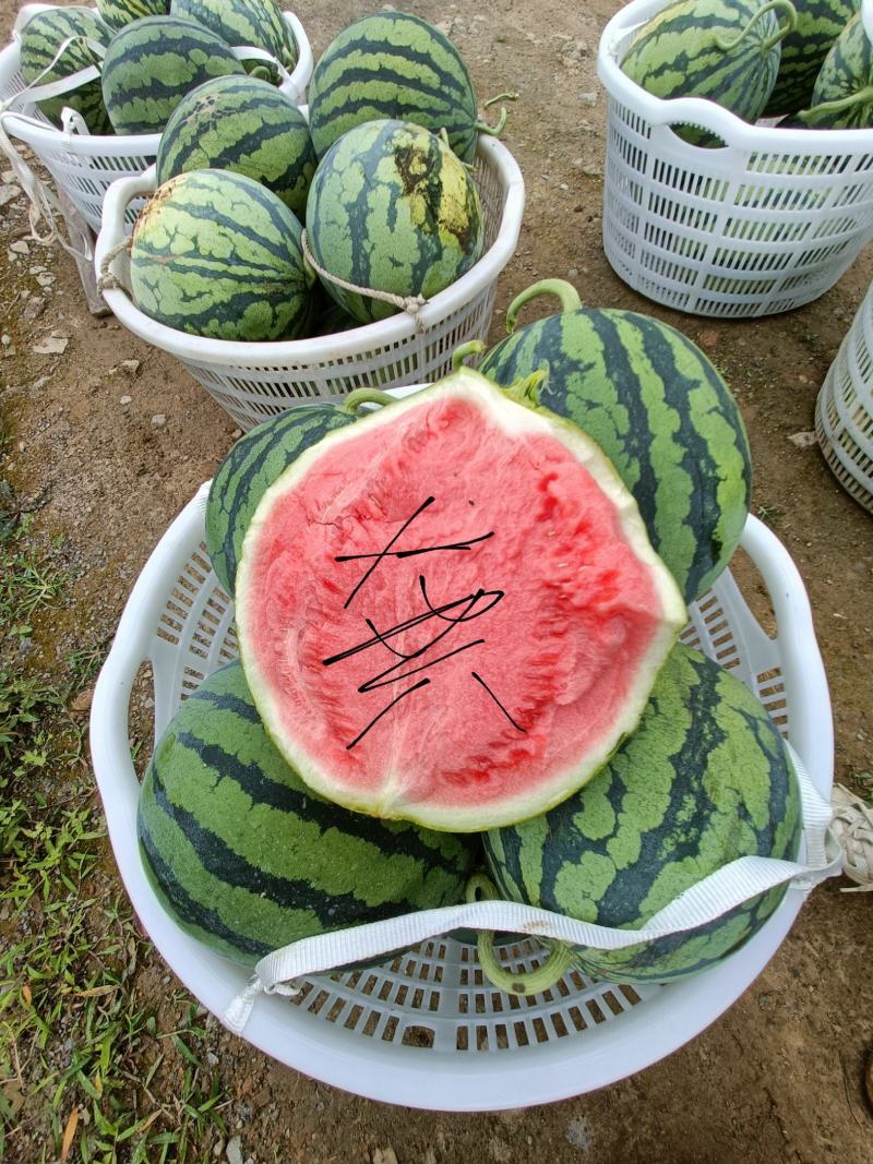 西瓜美都，产地直销量大优惠，现场看货，免费吃住，诚信经营