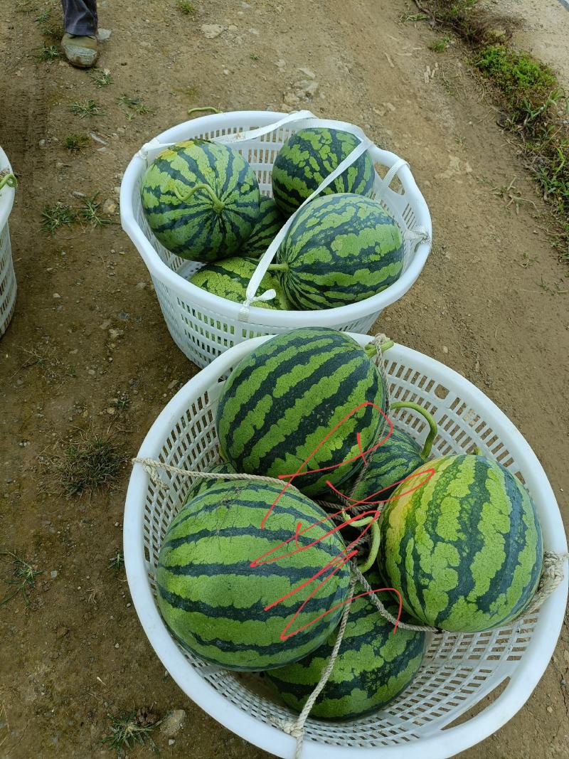 西瓜美都，产地直销量大优惠，现场看货，免费吃住，诚信经营