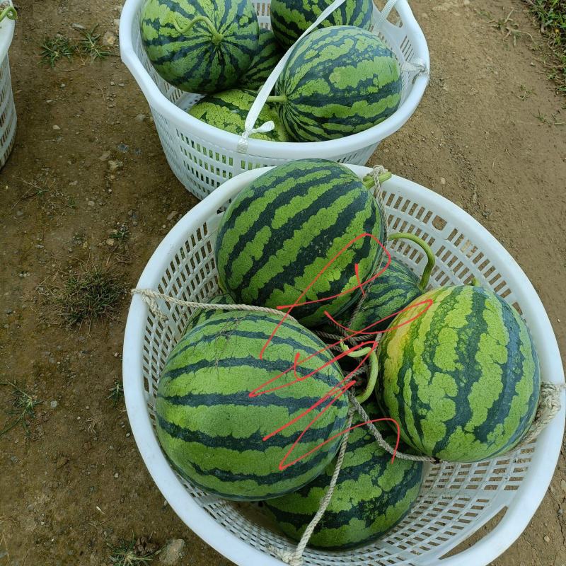 西瓜美都，产地直销量大优惠，现场看货，免费吃住，诚信经营