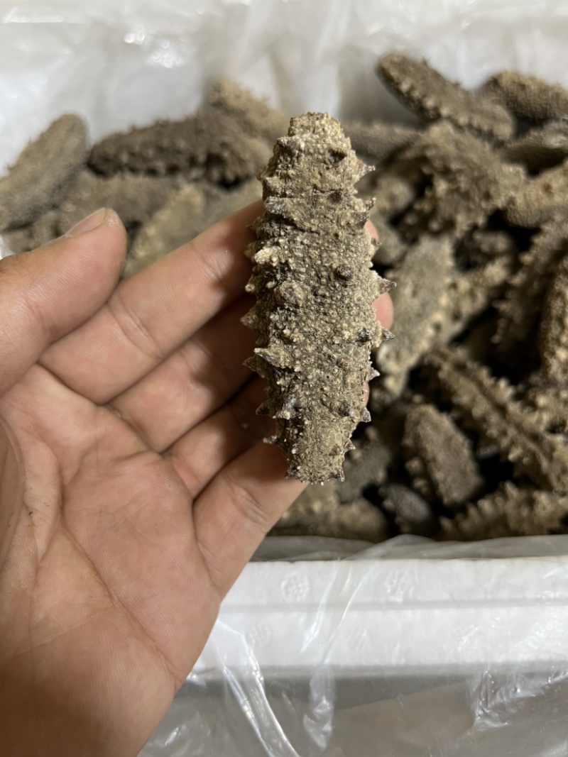 水洗淡干，自家加工，一手货源，高品质海参全国可发