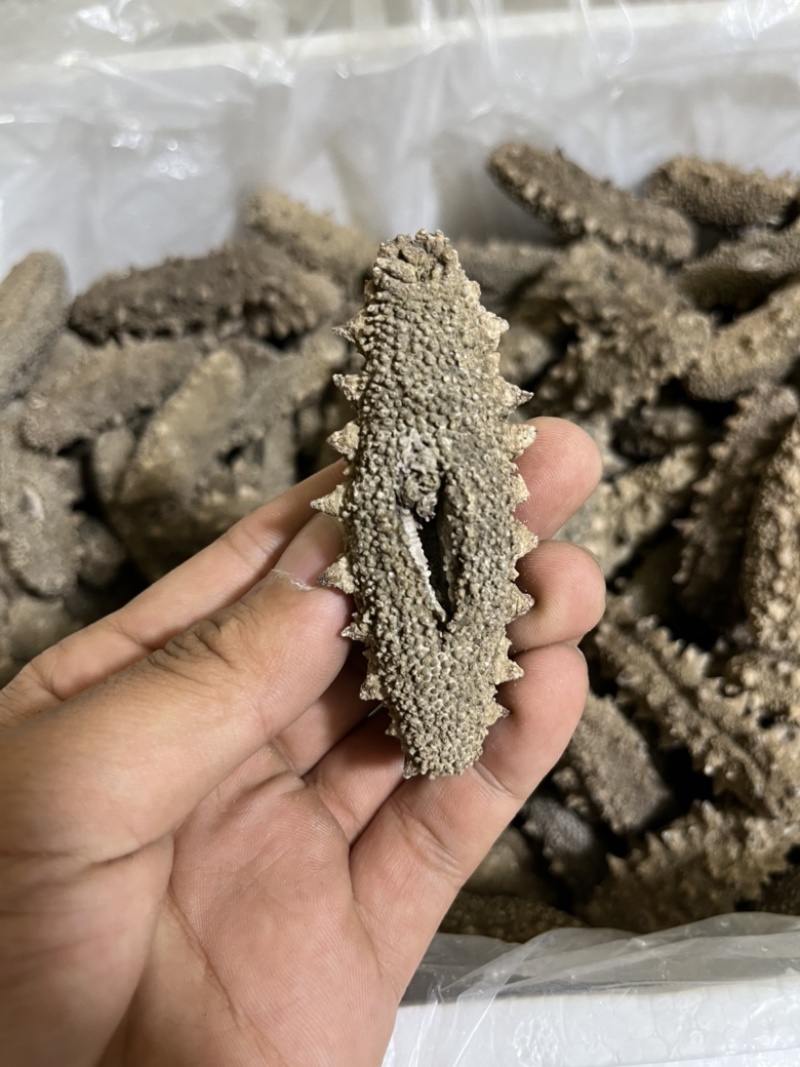 水洗淡干，自家加工，一手货源，高品质海参全国可发