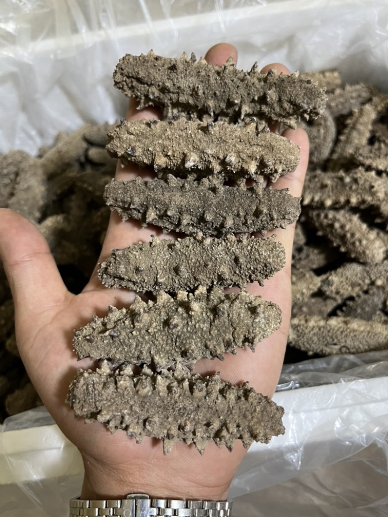 水洗淡干，自家加工，一手货源，高品质海参全国可发