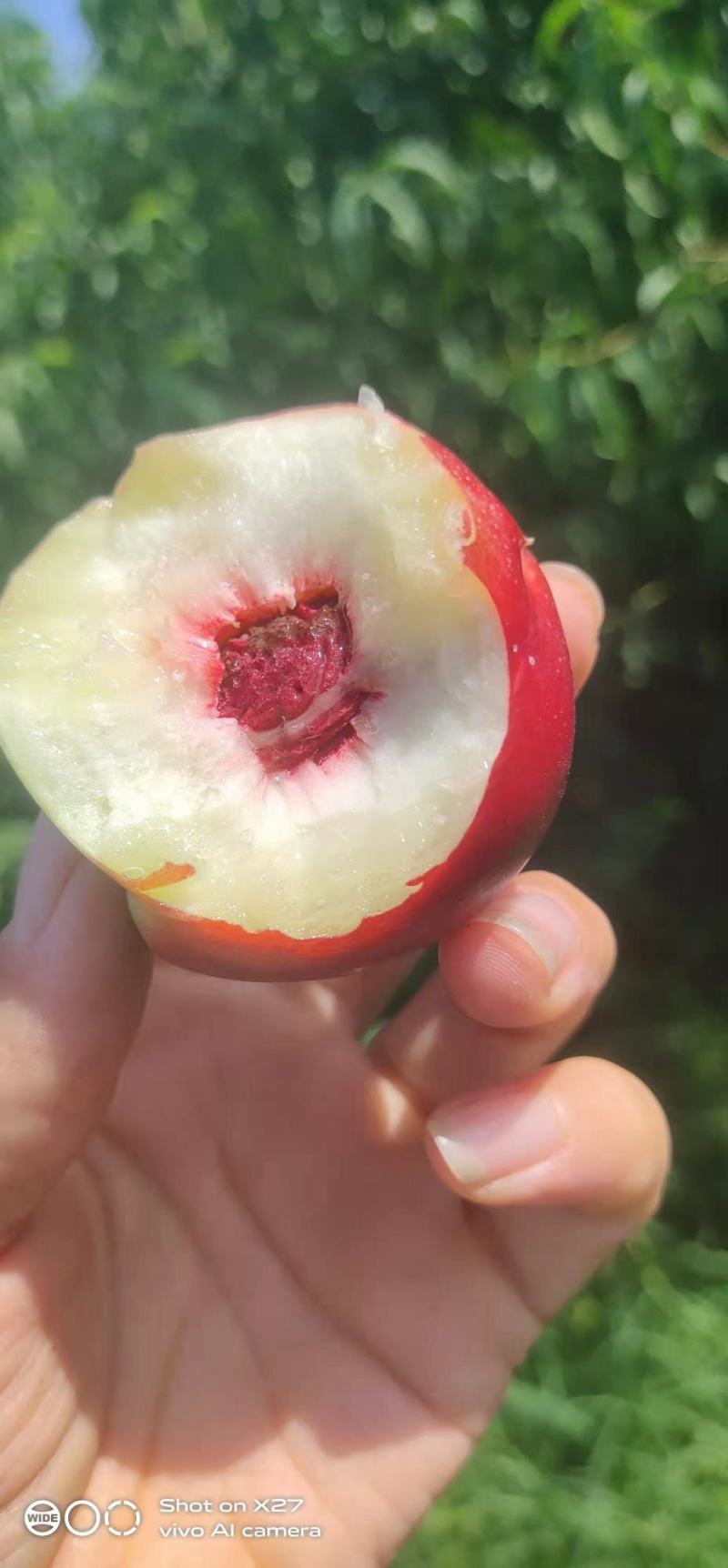 珍珠早油桃成熟了