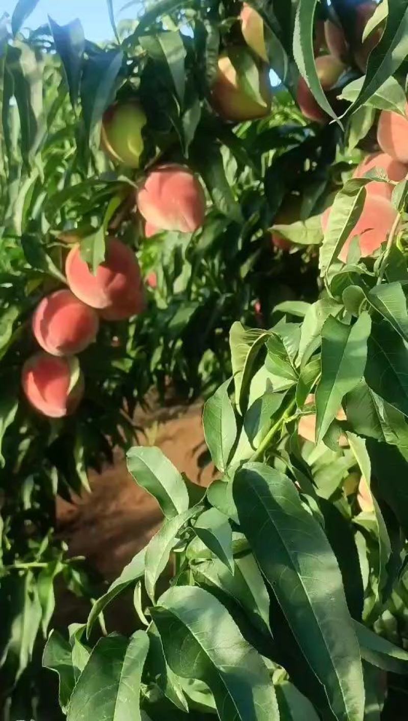 精选血桃，中桃24血桃大量上市一手货源基地直发视频看货