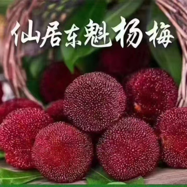 仙居东魁杨梅