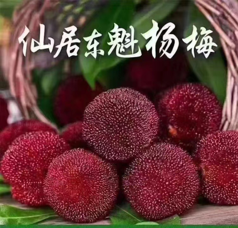 仙居东魁杨梅