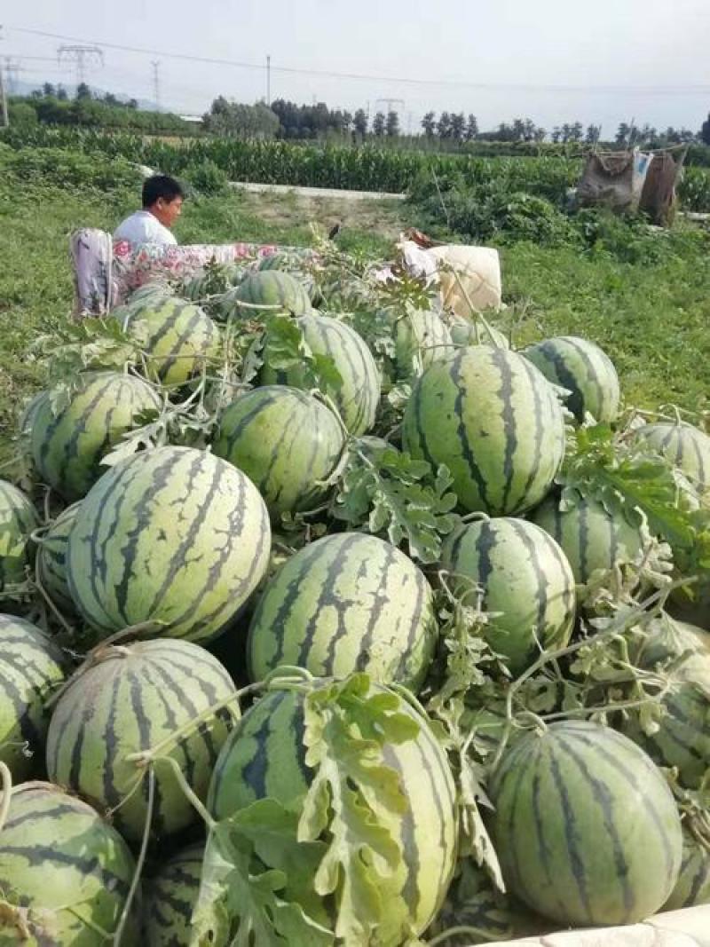 优质美都，口感很好保熟超甜，产地支持全国发货