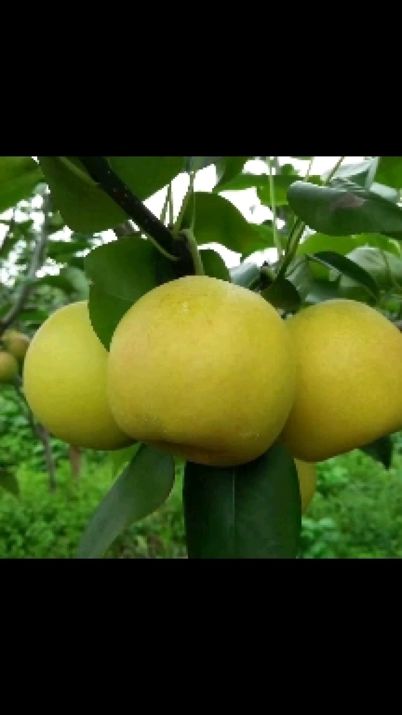 丁香梨（蜂糖梨）