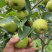 丁香梨（蜂糖梨）
