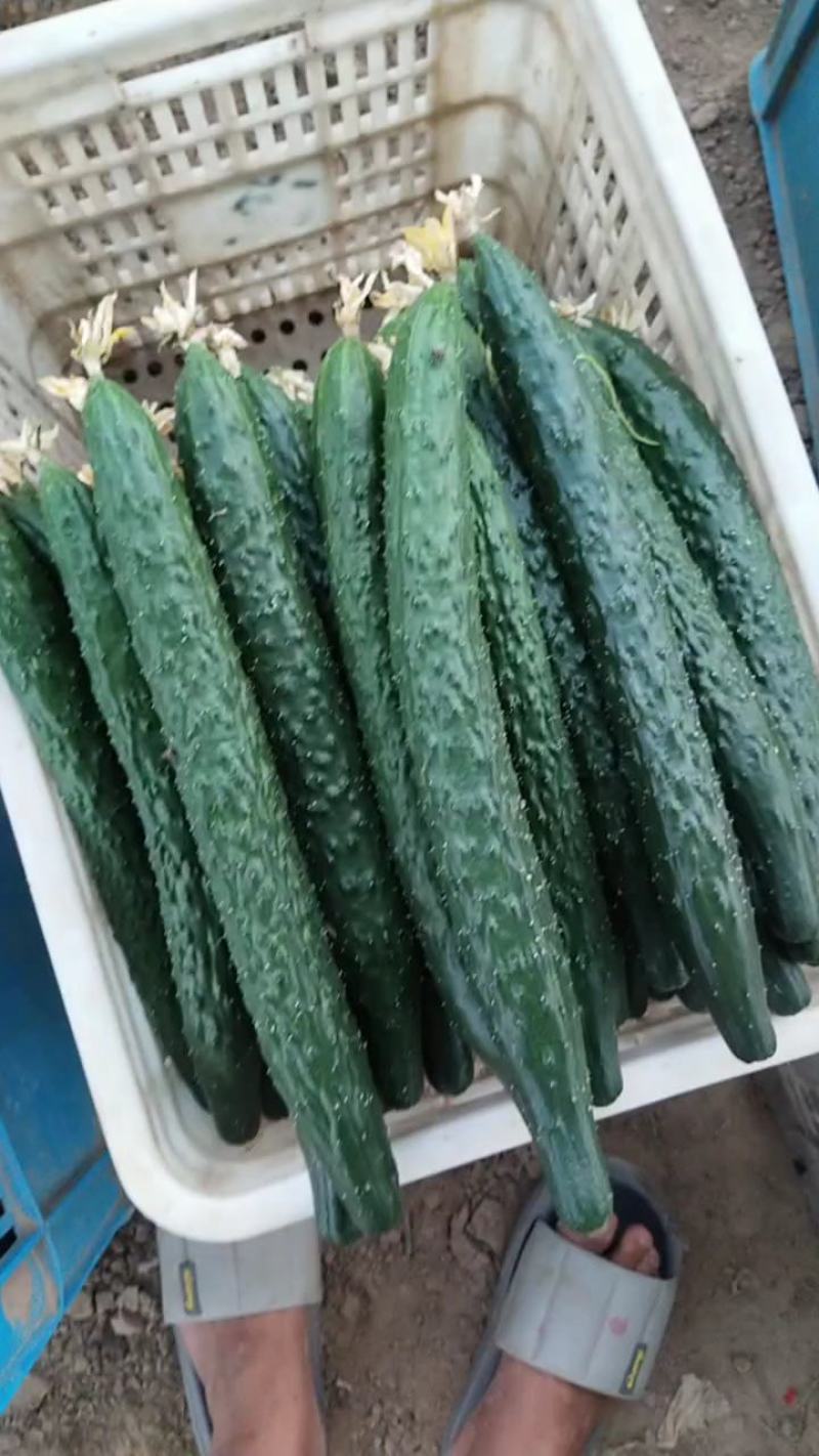 精品黄瓜大量上市中，现摘现卖，保证新鲜，货源充足，价格低