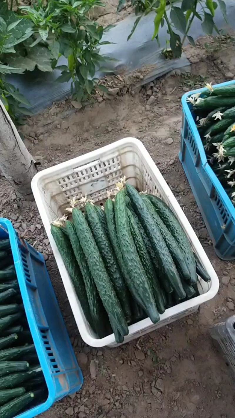 精品黄瓜大量上市中，现摘现卖，保证新鲜，货源充足，价格低