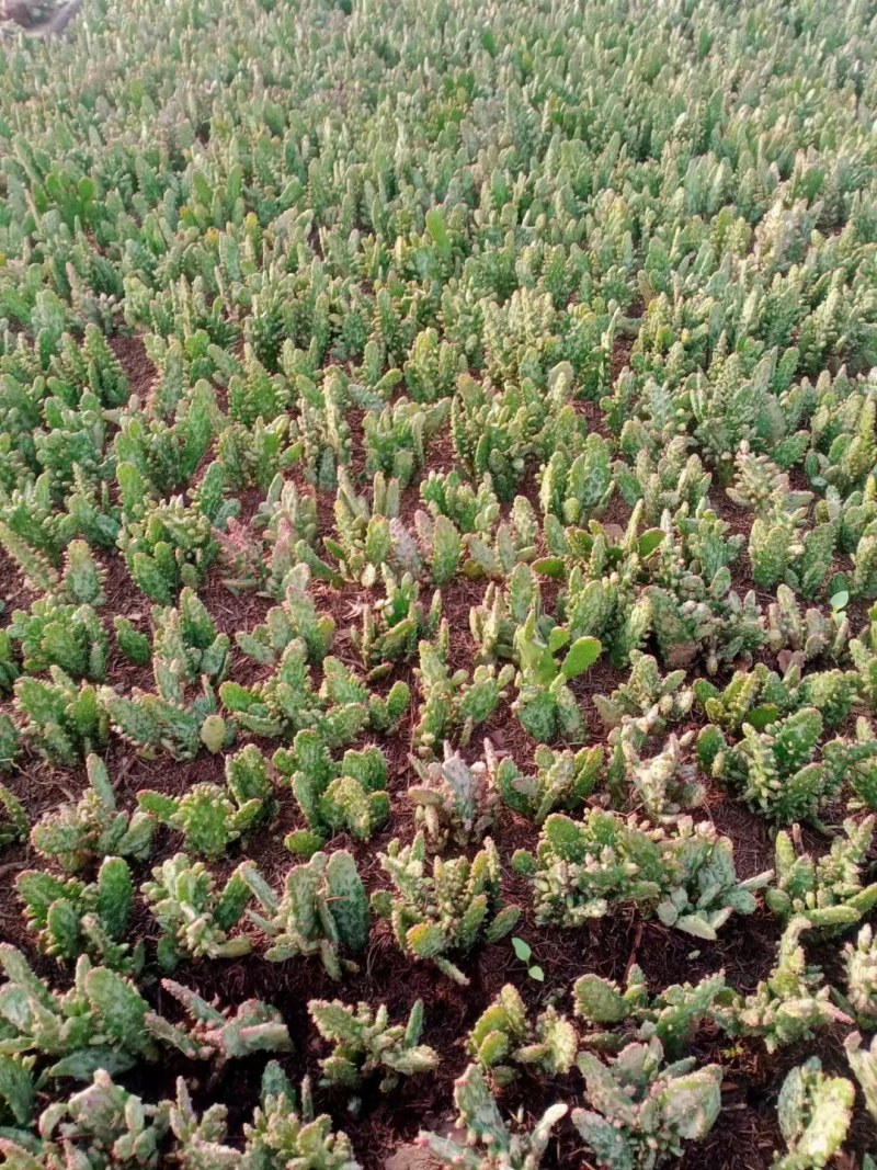 仙人掌盆栽阳台庭院花