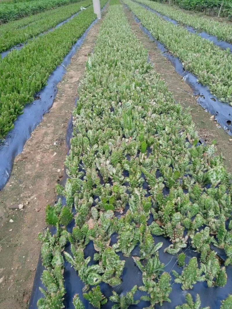仙人掌盆栽阳台庭院花