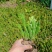 仙人掌盆栽阳台庭院花
