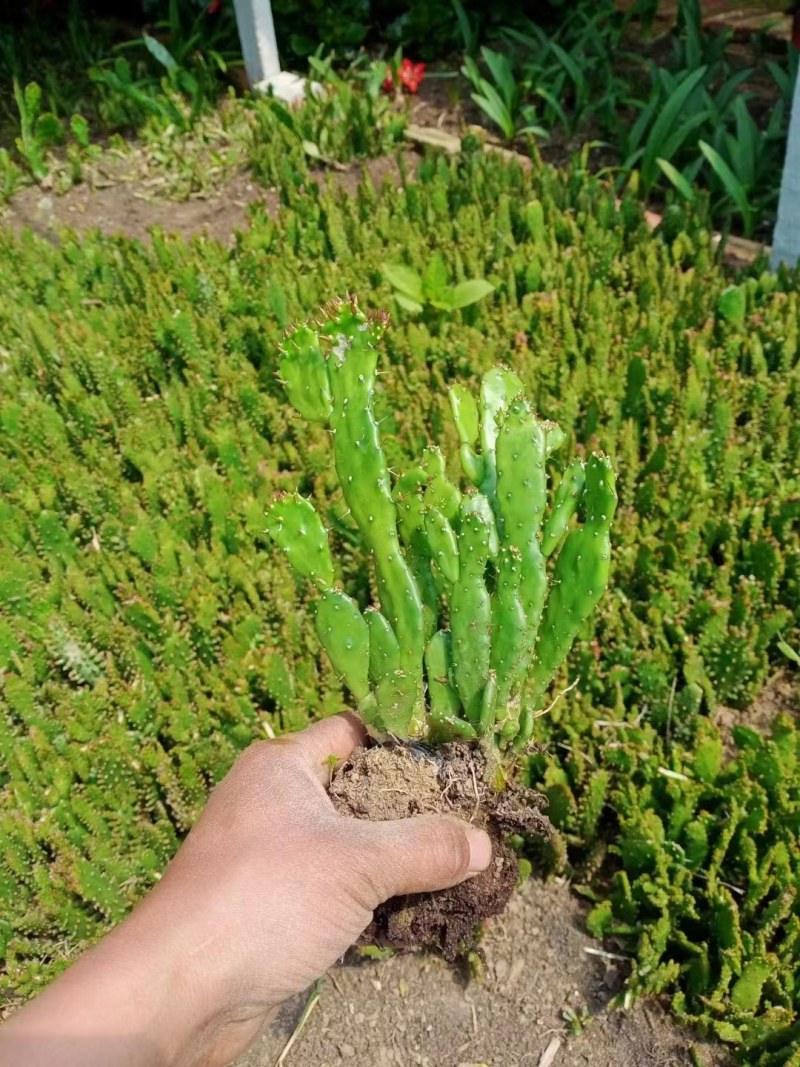 仙人掌盆栽阳台庭院花