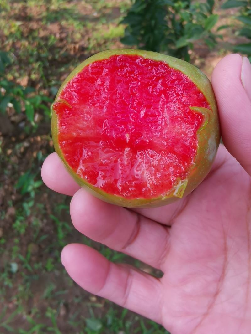 味帝李子成熟了，个头大，颜色漂亮，外面绿色的里面果肉是红