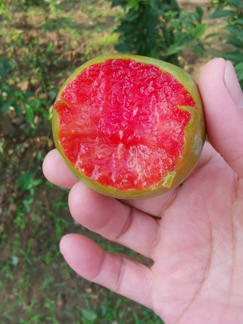 味帝李子成熟了，个头大，颜色漂亮，外面绿色的里面果肉是红