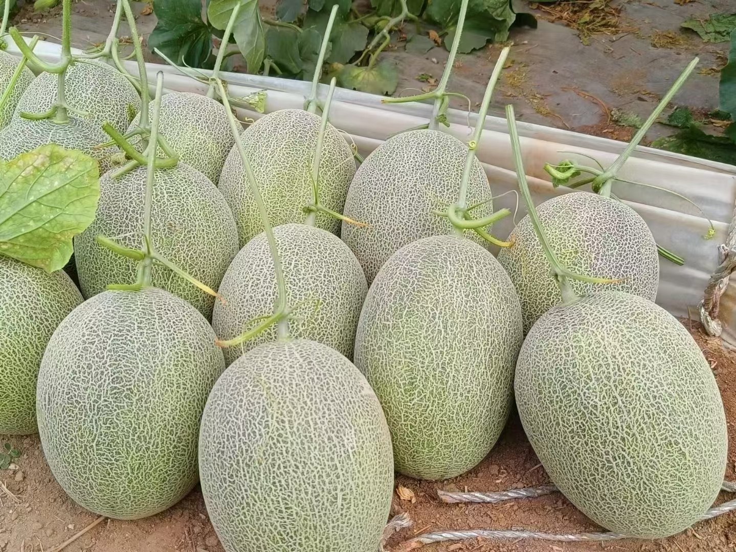 新疆哈密瓜种植地,展示阳光充足、干燥的生态环境 哈密瓜种植在新疆绿洲农田中